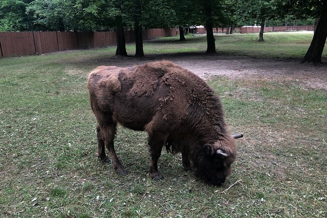 Białowieża Forest Unesco World Heritage Tour Packages (Native English Speaker) - Price, timing, and who gets the best value