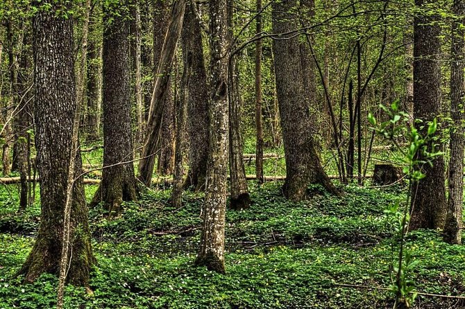 Bialowieza National Park Small Group Tour from Warsaw with Lunch included - Key points to know before booking