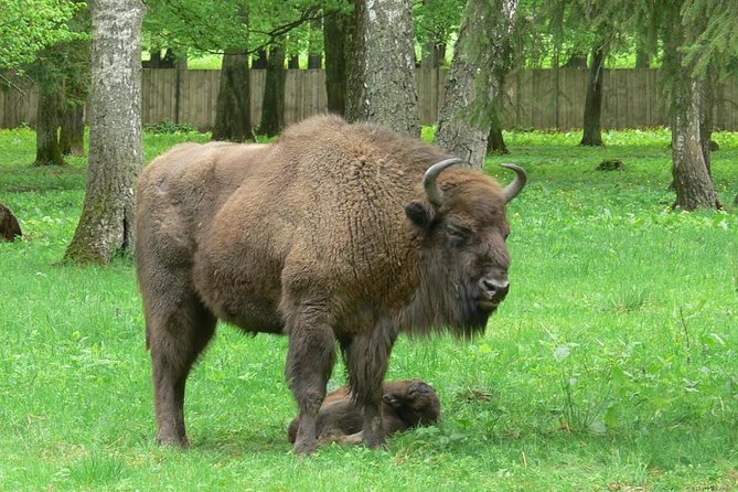 Bialowieza National Park Small Group Tour from Warsaw with Lunch included - Why Bialowieza is worth the long ride from Warsaw
