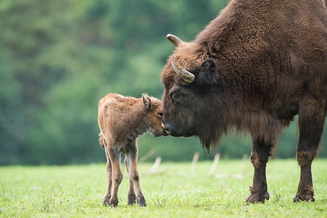 Bialowieza National Park Small Group Tour from Warsaw with Lunch included - Who will get the most from this day