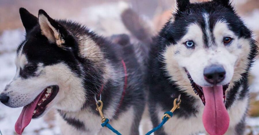 From Krakow: Dogsled Ride in Tatra Mountain - Key points to know before booking