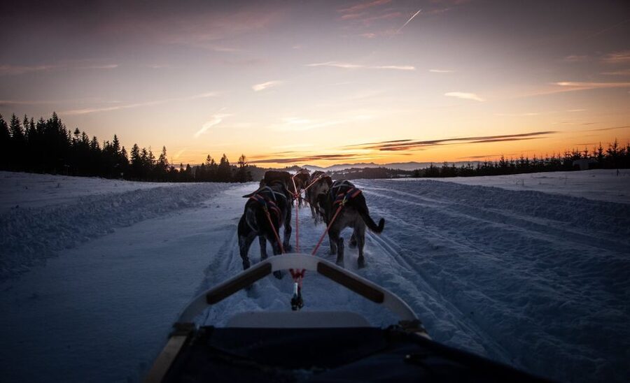 From Krakow: Dogsled Ride in Tatra Mountain - Should you book this Krakow dogsled tour?