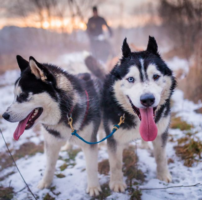 From Krakow: Dogsled Ride in Tatra Mountain - The journey from Krakow to the Tatra foothills