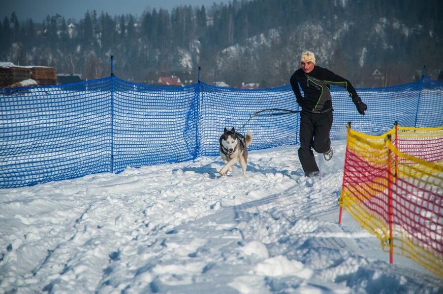 From Krakow: Dogsled Ride in Tatra Mountain - Preparing the harness and equipment