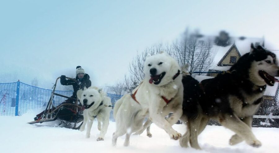 From Krakow: Dogsled Ride in Tatra Mountain - The Chocholowska Valley and the 2-kilometer run