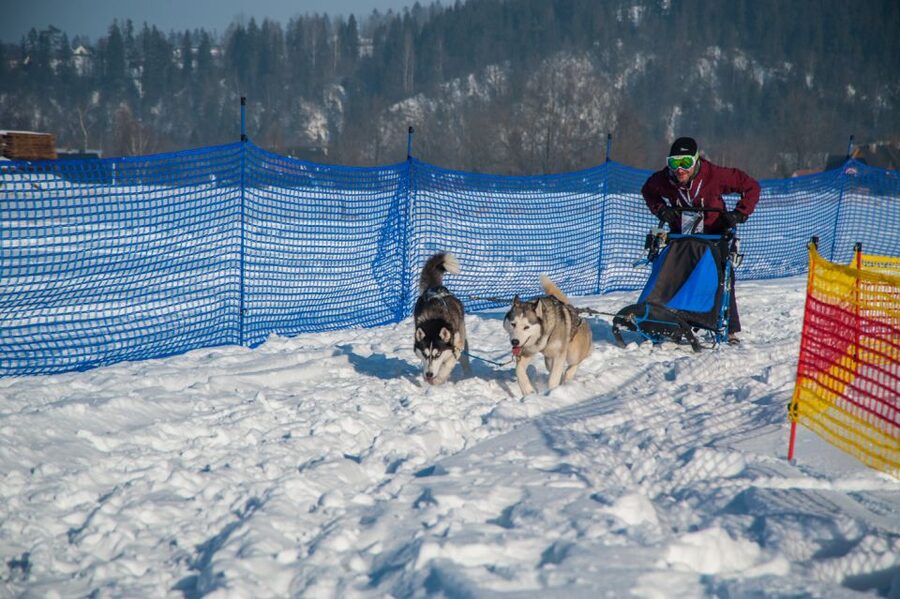 From Krakow: Dogsled Ride in Tatra Mountain - Is $391 per person good value?