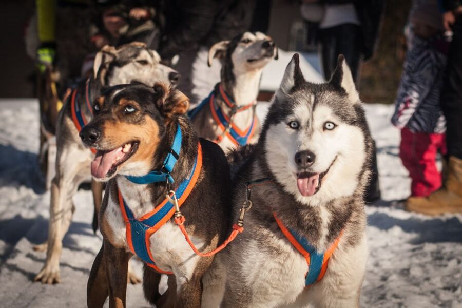 From Krakow: Dogsled Ride in Tatra Mountain - Who will enjoy this most?