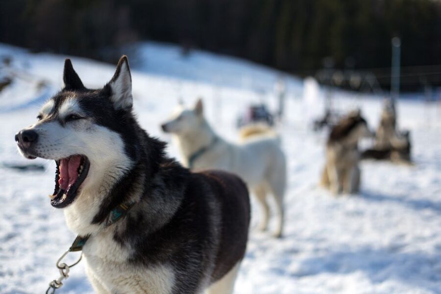 From Krakow: Dogsled Ride in Tatra Mountain - What to pack and what to ask