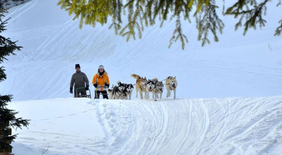 From Krakow: Dogsled Ride in Tatra Mountain - Meeting the huskies before the ride