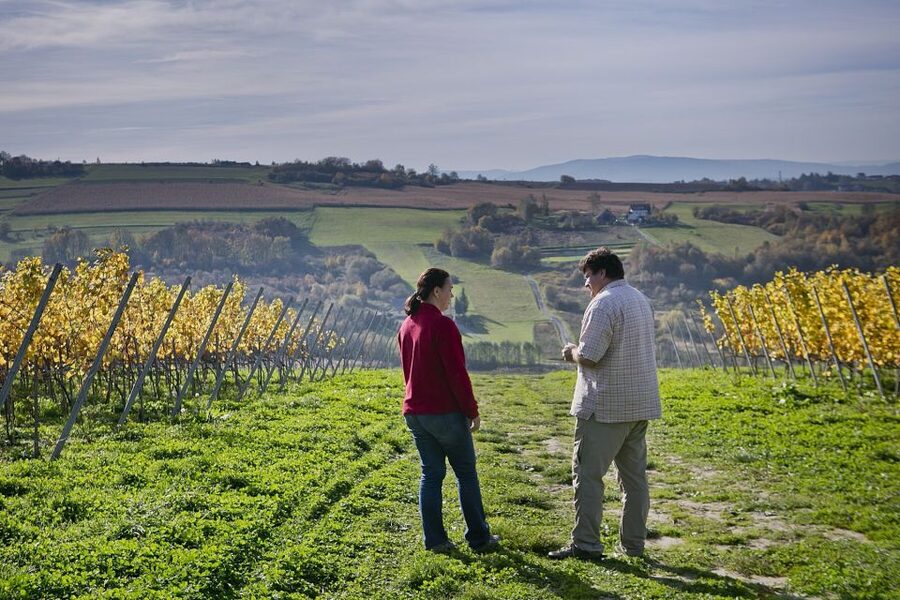 From Krakow: Wine Tasting at Vineyard - What the $224 price really covers