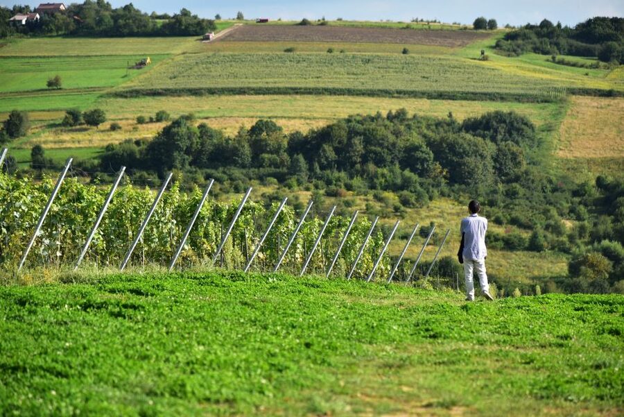From Krakow: Wine Tasting at Vineyard - Timing, cancellation, and comfort