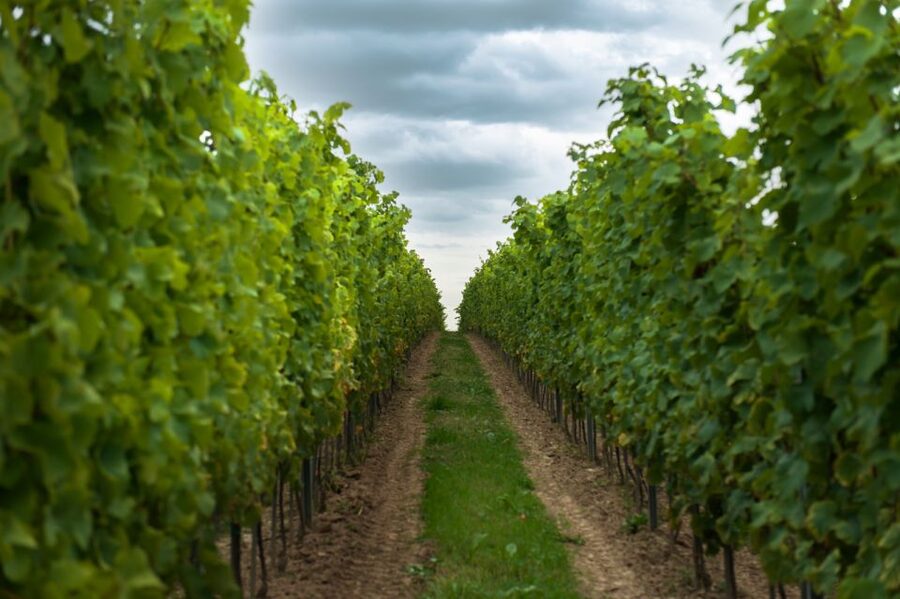 From Krakow: Wine Tasting at Vineyard - Who should book this vineyard visit?