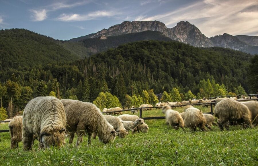 From Krakow: Zakopane & Hot Thermal Springs Private Tour - The day in five useful facts