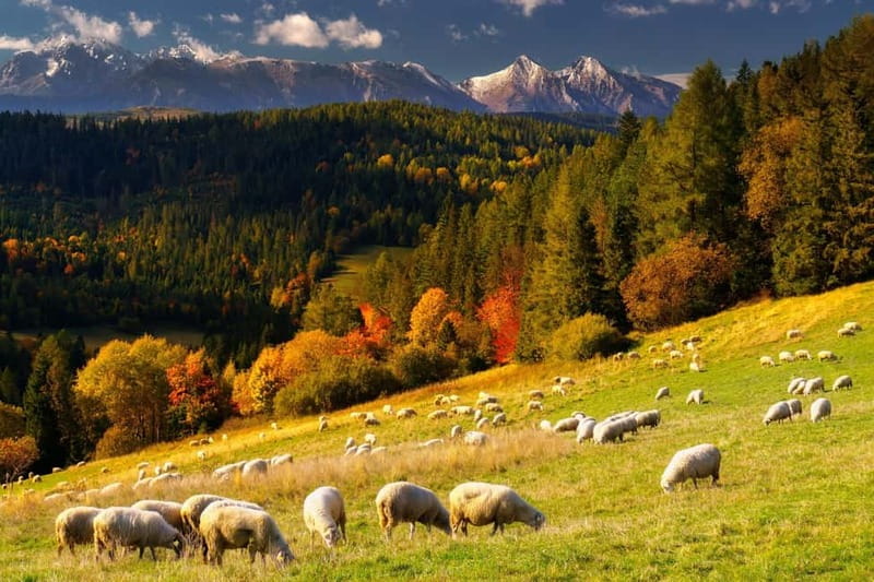 From Krakow: Zakopane + Thermal Baths - Timing, comfort, and who should book
