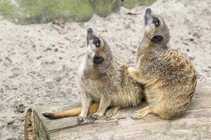 From Krakow: Zoo Trip with Private Luxury Transfer - What the Krakow Zoo outing is really like