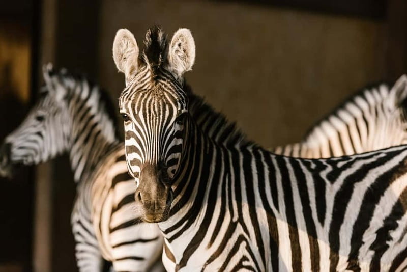 From Krakow: Zoo Trip with Private Luxury Transfer - Inside the zoo: a broad animal collection