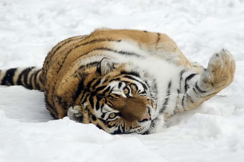 From Krakow: Zoo Trip with Private Luxury Transfer - Wolski Forest adds more than a backdrop