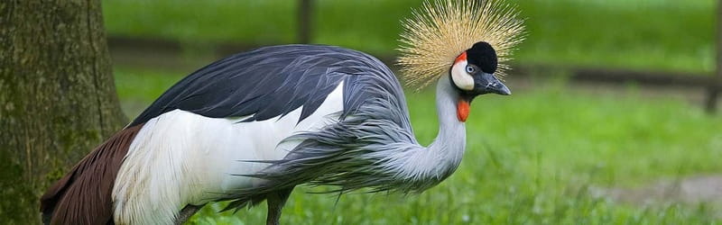 From Krakow: Zoo Trip with Private Luxury Transfer - Who will enjoy this experience most