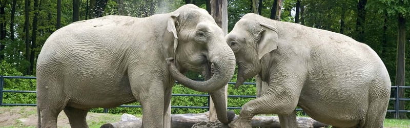 From Krakow: Zoo Trip with Private Luxury Transfer - Timing, cancellation, and practical planning