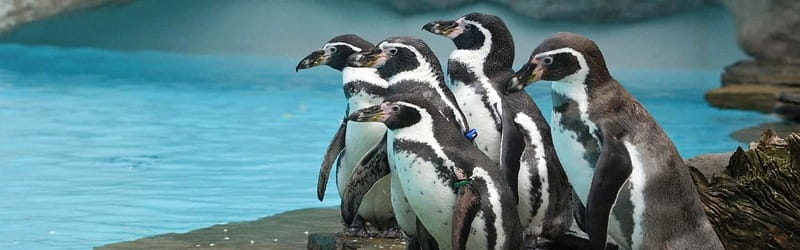 From Krakow: Zoo Trip with Private Luxury Transfer - The hotel pickup makes a short visit easier