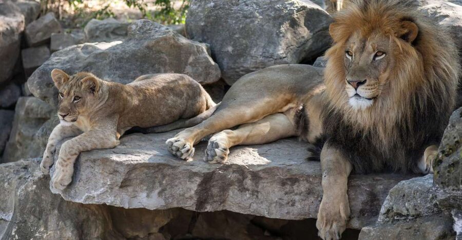 Gdansk: Oliwa Zoo with Tickets and Roundtrip Transportation - Leaving Gdansk without the usual planning