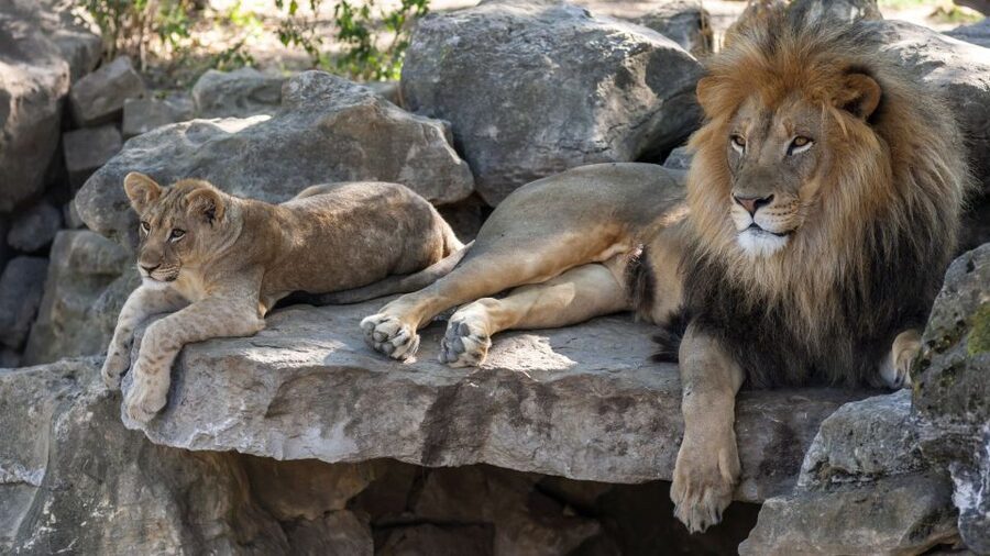 Gdansk: Oliwa Zoo with Tickets and Roundtrip Transportation - Animals from familiar favorites to rare species