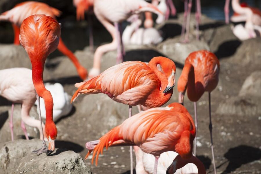 Gdansk: Oliwa Zoo with Tickets and Roundtrip Transportation - Who will enjoy this zoo outing most?