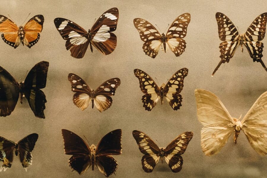 Krakow: 4 Mazes and Living Butterfly Museum Entry Ticket - Meeting butterflies from around the world