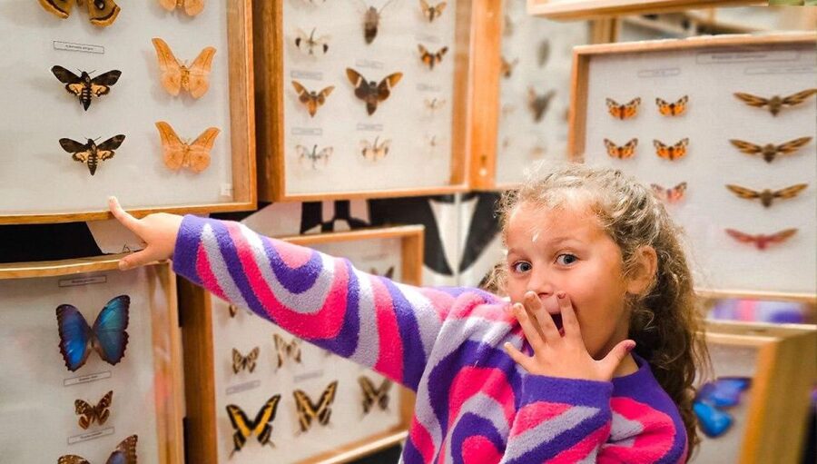 Krakow: Living Butterflies Museum ''House Of Attractions'' - The family atmosphere and educational value