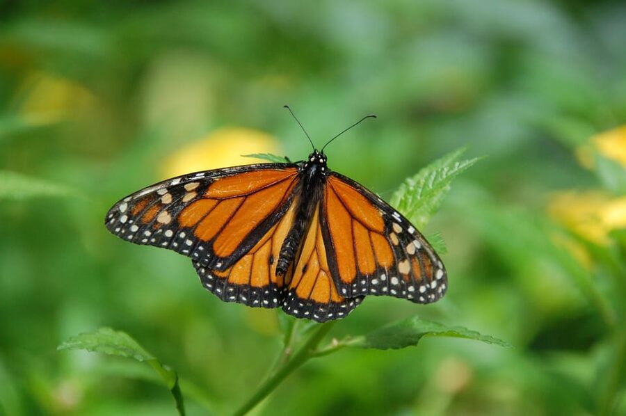 Krakow: Museum of Living Butterflies 2+1 - What the Museum of Living Butterflies offers