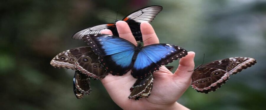 Krakow: Museum of Living Butterflies 2+1 - A simple itinerary, from arrival to final photographs