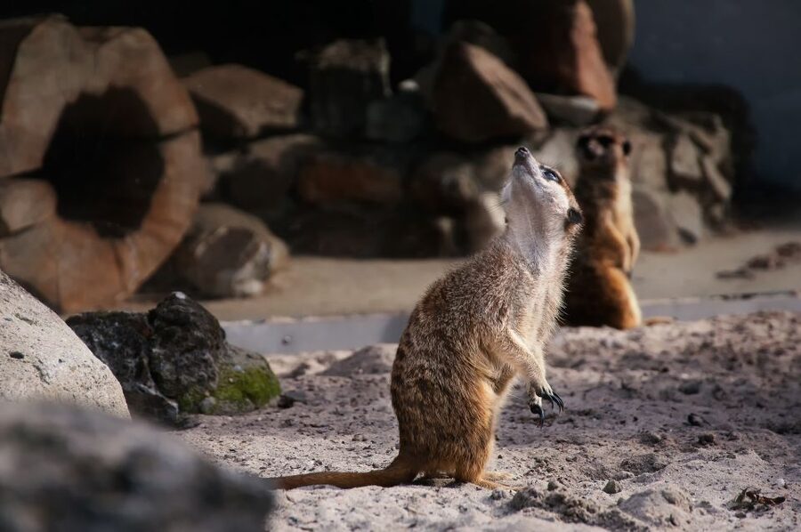 Krakow: Zoo Tour with Private Transport and Tickets - Why Krakow Zoo makes a good change of pace