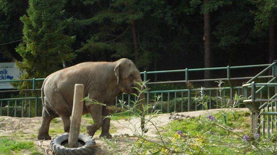 Krakow: Zoo Tour with Private Transport and Tickets - Entering the zoo with a skip-the-line ticket