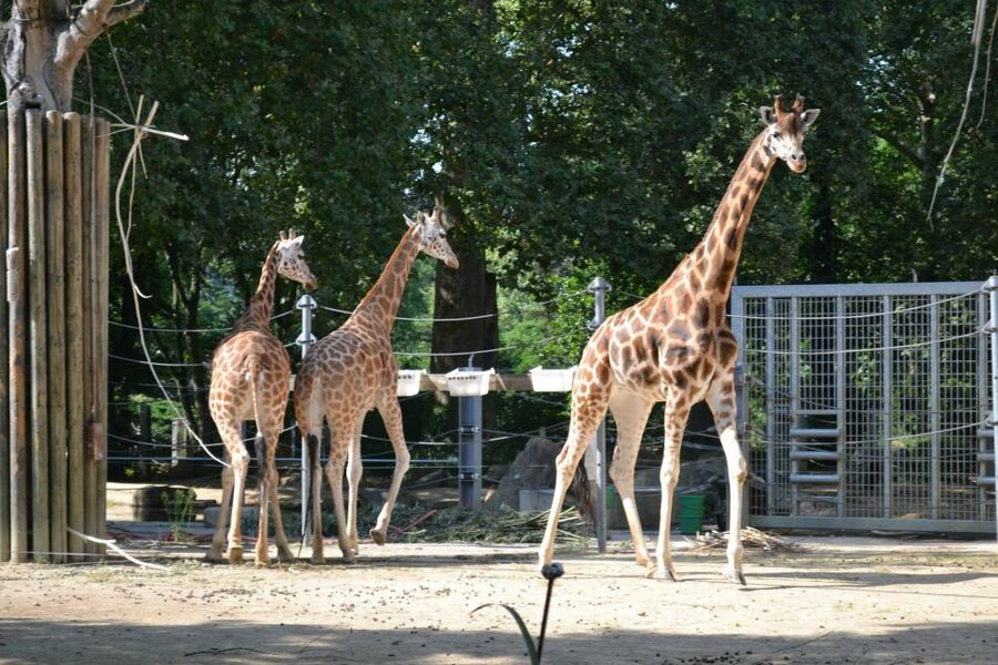 Krakow: Zoo Tour with Private Transport and Tickets - Animals you can expect to see