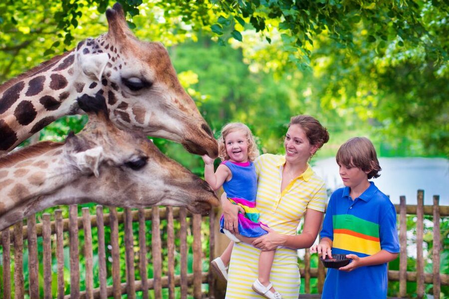 Krakow: Zoo Tour with Private Transport and Tickets - Getting there without wrestling with Krakow transport