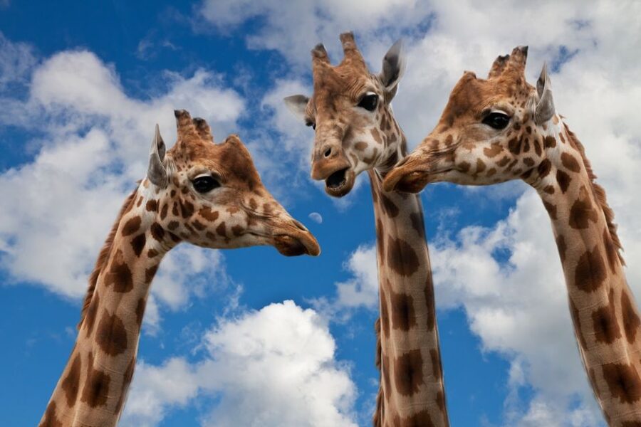 Krakow: Zoo with Hotel Pickup - Why Kraków Zoo works well as a half-day outing