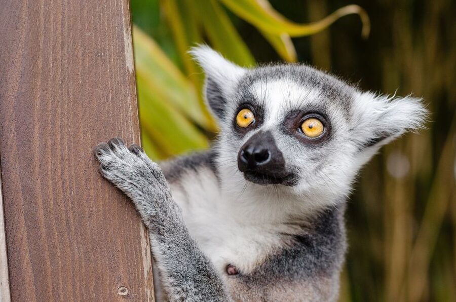 Krakow: Zoo with Hotel Pickup - Who should book this experience