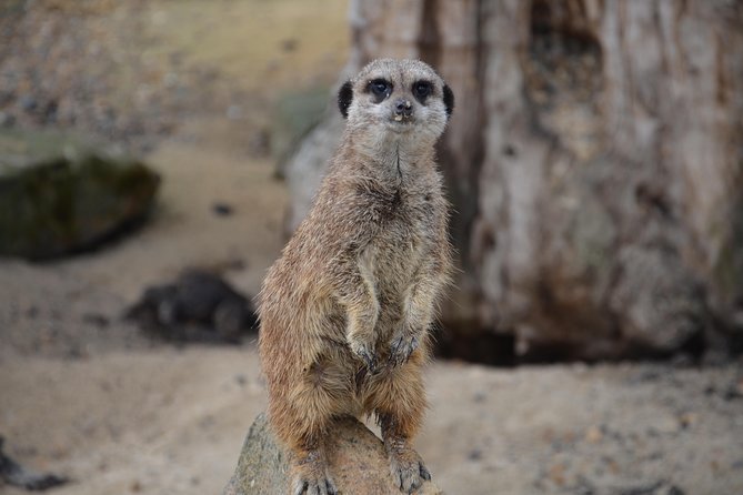 Krakow: Zoo with Hotel Transfer - Why this Krakow zoo trip is easy to plan