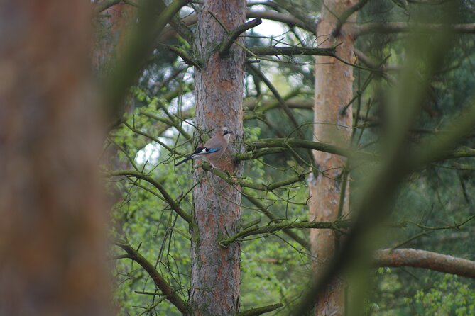 Nature Walk and Wildlife Tour in Sobieszewo Island - Stop four: Plaża 19 and the Bay of Gdansk