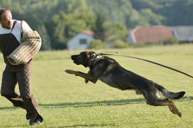 stag dog chase Krakow prank - Key points to know before booking