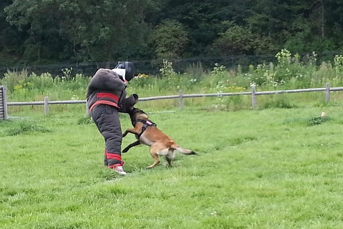stag dog chase Krakow prank - Protective clothing and the role of the training school