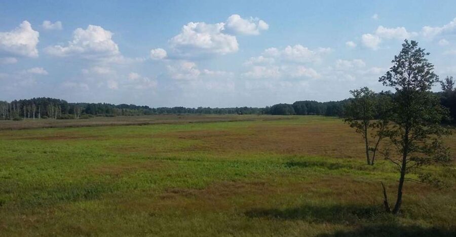 Warsaw: Bialowieza National Park and European Bison Tour - Why Bialowieza Is Worth the Long Ride