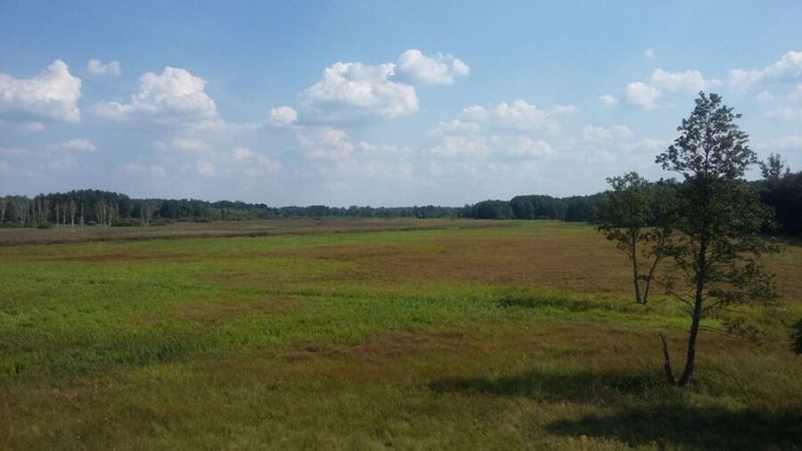 Warsaw: Bialowieza National Park and European Bison Tour - Entering Bialowieza Village and Meeting Your Guide