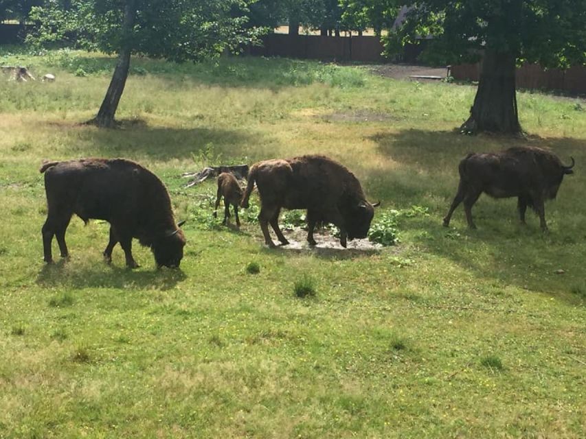 Warsaw: Bialowieza National Park and European Bison Tour - The Warsaw Transfer: Four Hours Can Shape the Day