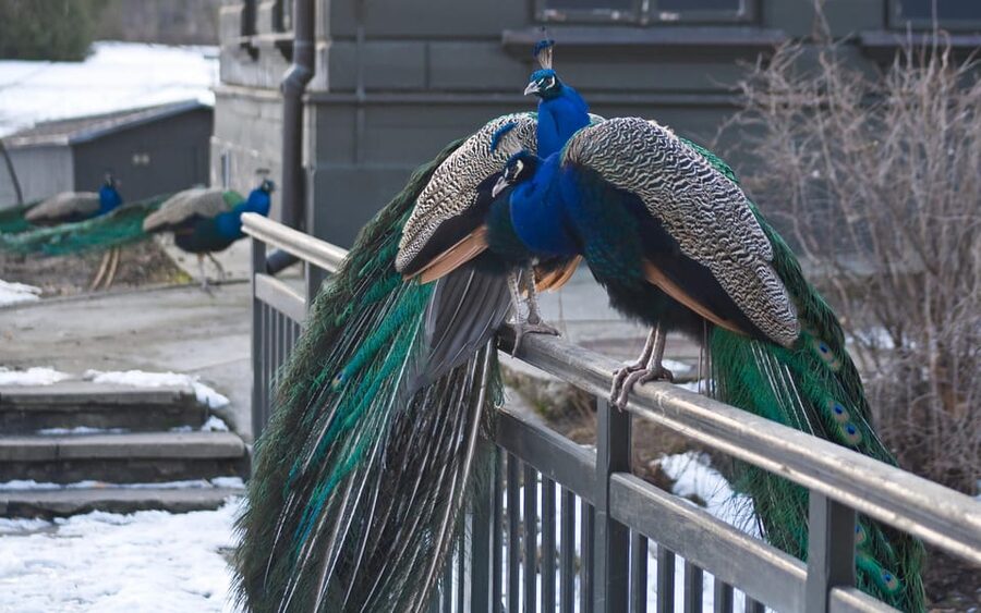 Warsaw Zoo Skip-the-Line Entry Ticket with Private Transport - Four hours among animals, with plenty of walking