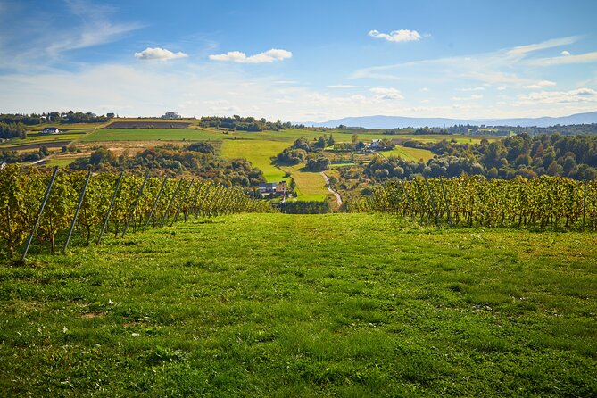 Wieliczka Vineyard: Wine tasting with local snacks - What the 90-minute visit actually includes