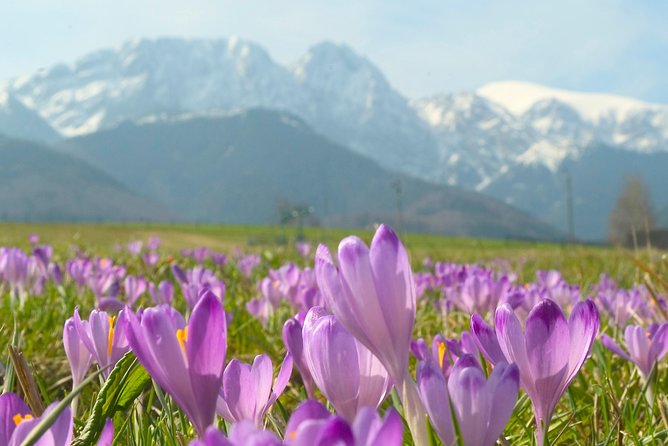 Zakopane and Tatras Mountains Day Tour from Krakow - Krupówki Street and your free time