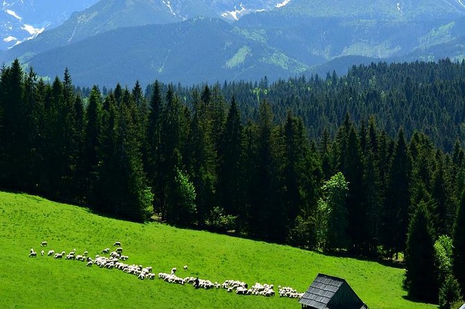 ZAKOPANE & THERMAL SPRINGS, Funicular, Cheese Tasting - Oscypek tasting at a shepherd’s hut