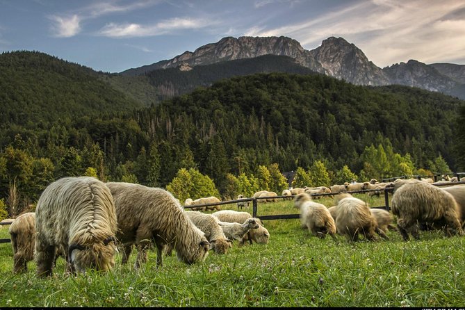 Zakopane & Thermal Springs: Private Tour - Meeting the highlander tradition through oscypek